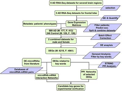Pooled analysis of frontal lobe transcriptomic data identifies key mitophagy gene changes in Alzheimer's disease brain